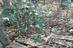 Outside Shed and Construction Debris Removed in Clifton, VA