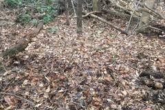Outside Shed and Construction Debris Removed in Clifton, VA