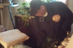 Washington DC Junk Removal Today